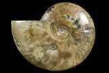 Polished Ammonite Fossil - Madagascar #166684-1